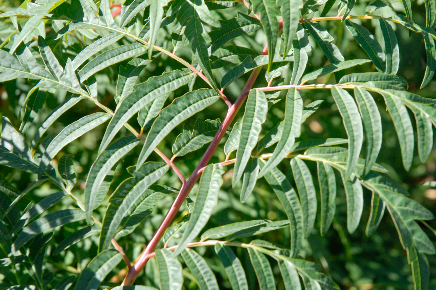 Cutleaf Smooth Sumac